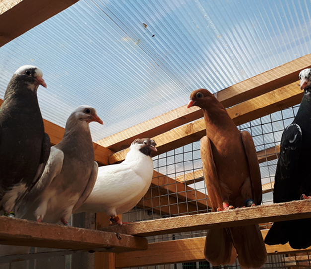Image de pigeons